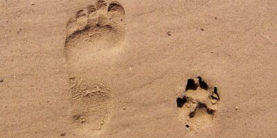 pixabay-footprint-261337_1920_Bild von Gaby Stein auf Pixabay